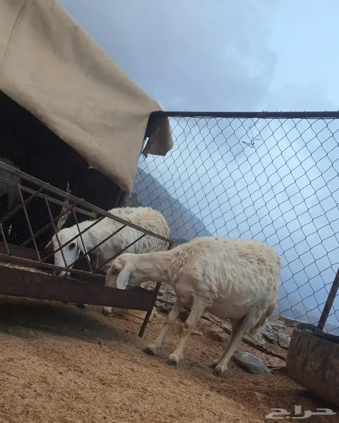 ثنتين ضأن دفيع للبيع وأسنانها صغار موضح ف الصورة . 1