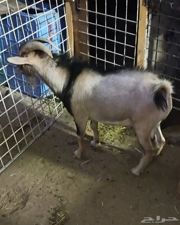 ماعز قزمي امريكي تشيكي جوز ذكر وانثى حامل 1