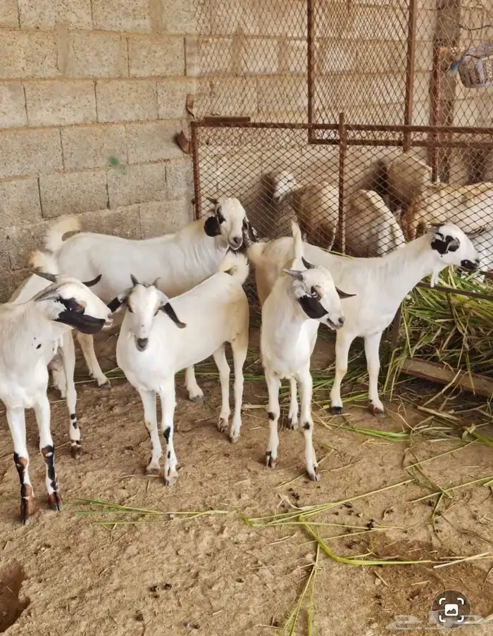 للبيع عنيق وتيوس بيشية من أب وام 1