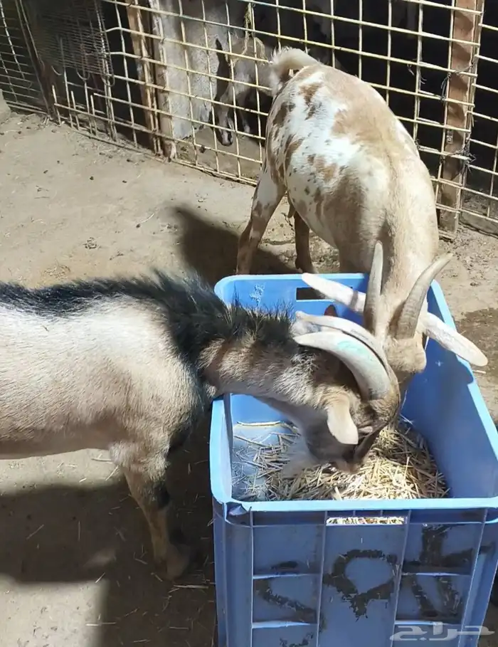 ماعز قزمي امريكي تشيكي جوز ذكر وانثى حامل 3