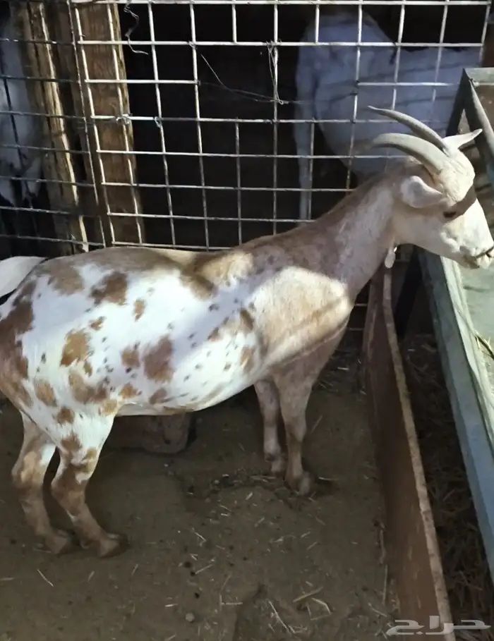 ماعز قزمي امريكي تشيكي جوز ذكر وانثى حامل 0