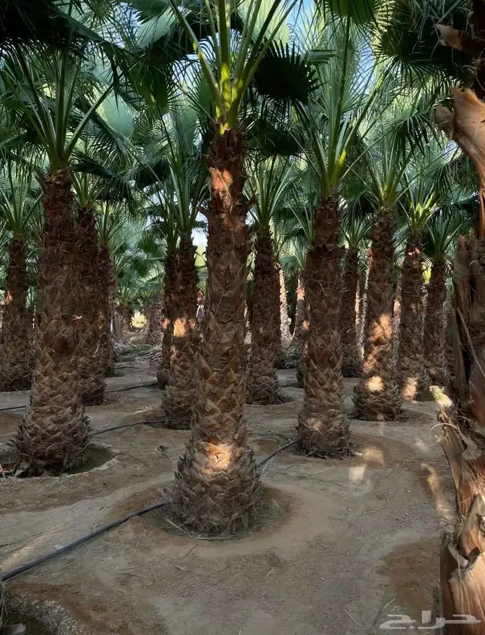 يوجد لدينا جميع انواع النخيل والتوصيل الا جميع أنحاء المملكة 7