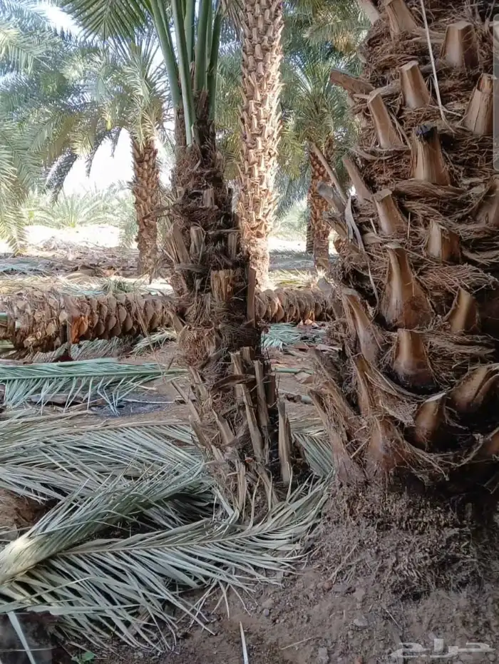 نخل ودي كبار برني وصقعي مجدول 0