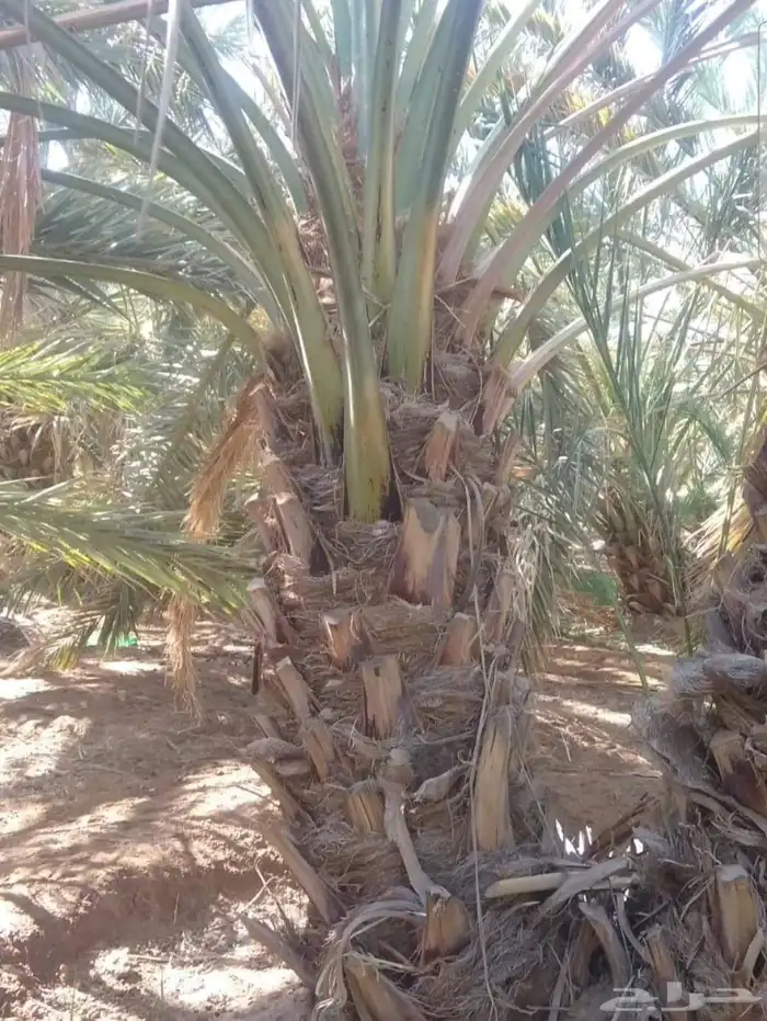 نخل ودي كبار برني وصقعي مجدول 4