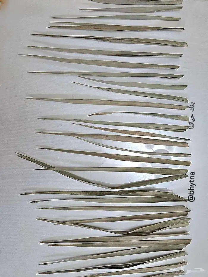 جريد النخيل ( سعف ) 1