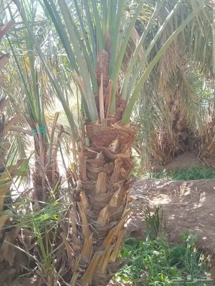 نخل ودي كبار برني وصقعي مجدول 1