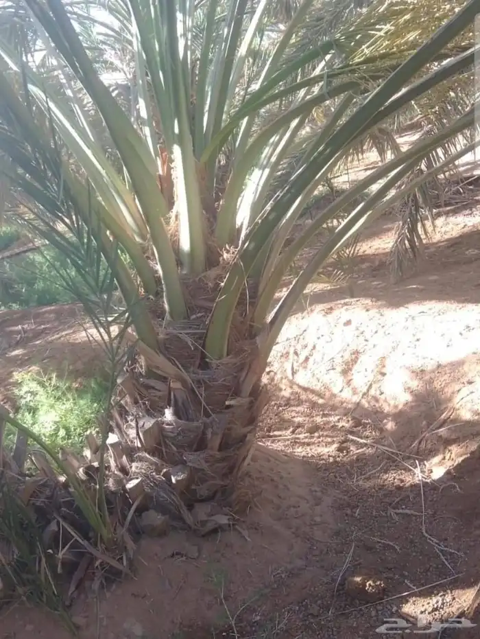 نخل ودي كبار برني وصقعي مجدول 3