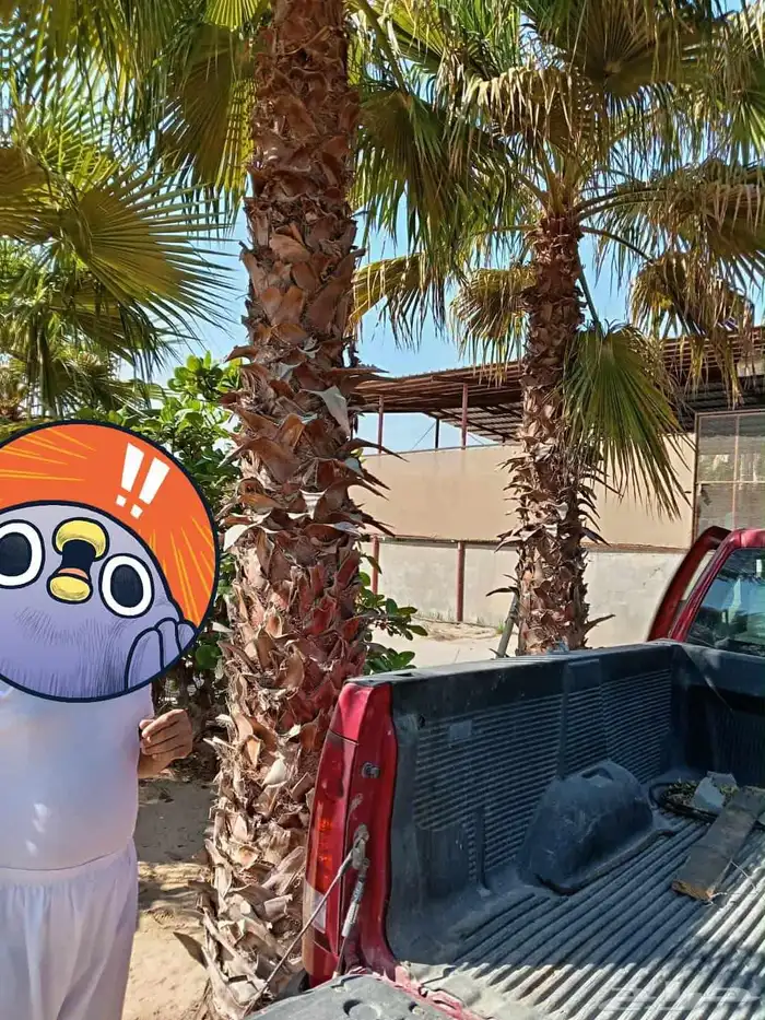 نخيل للبيع 1