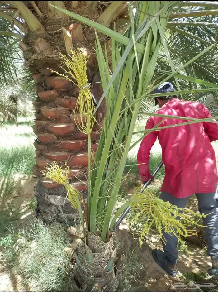 يوجد لدينا جميع انواع النخيل والتوصيل الا جميع أنحاء المملكة 9