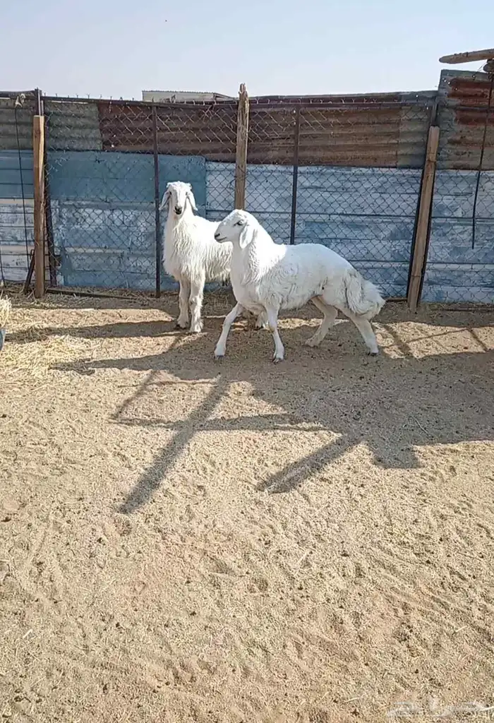 يوجد عندنا طليان حريه فخمة 2