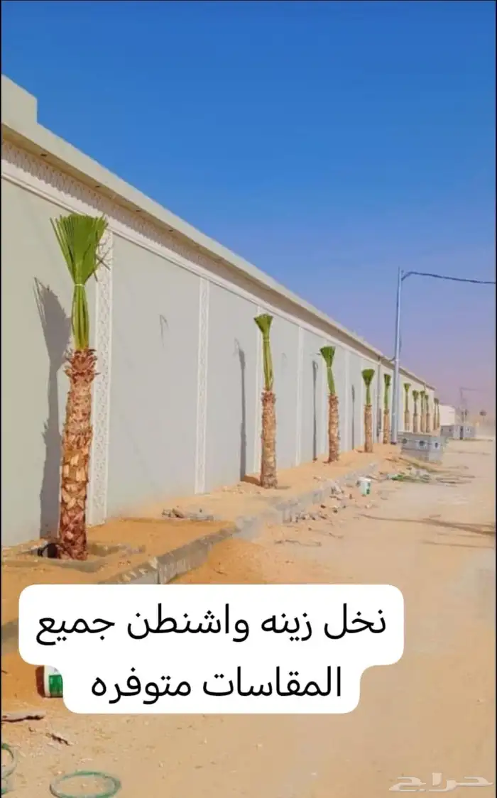 يوجد لدينا جميع انواع النخيل والتوصيل الا جميع أنحاء المملكة 1