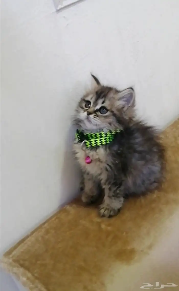 كتن انثي.. رماديه 1