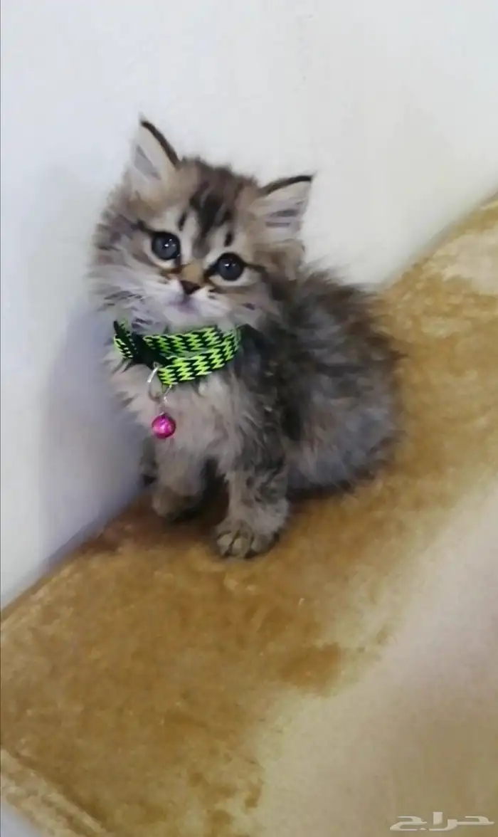 كتن هملايا رماديه انثي 1