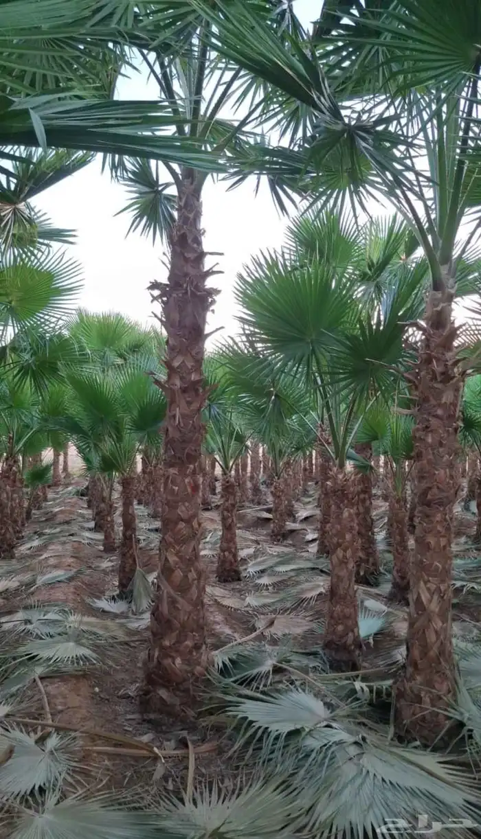 يوجد لدينا جميع انواع النخيل والتوصيل الا جميع أنحاء المملكة 3