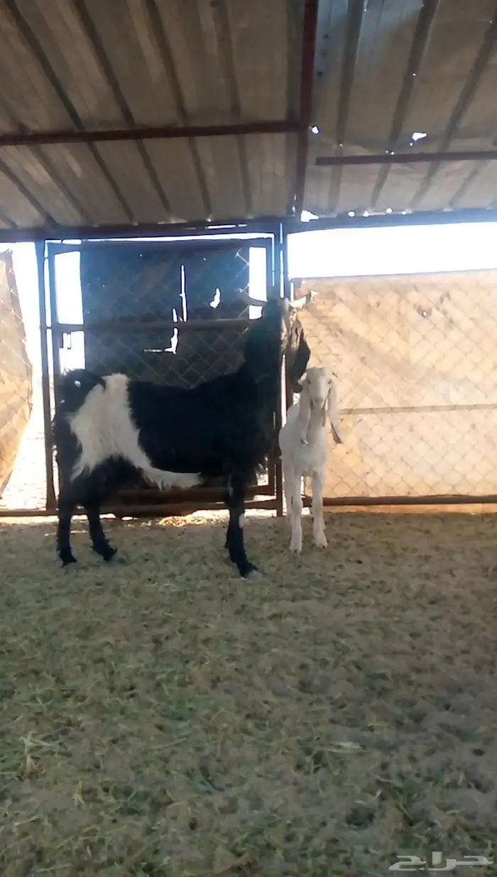 عنزين تحتها عناقين 2