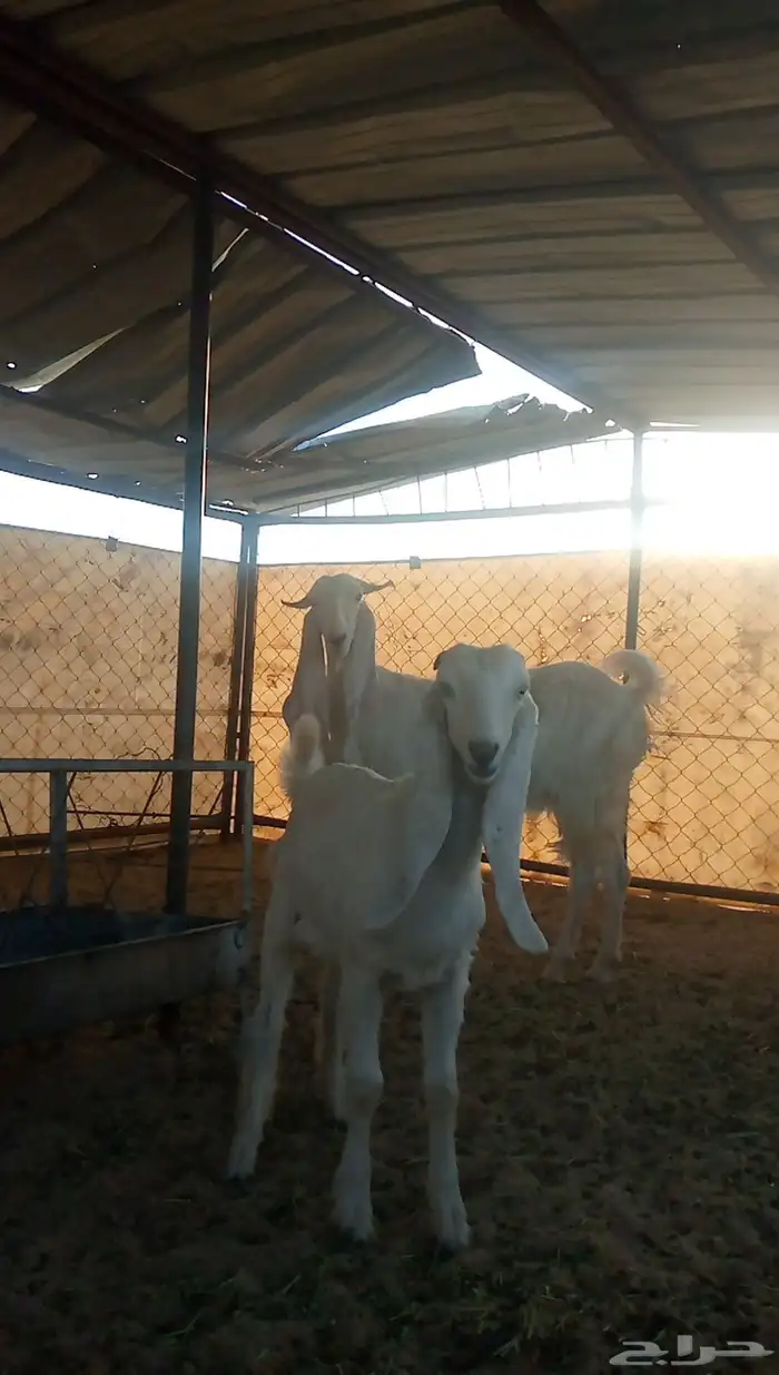 عنزين تحتها عناقين 1