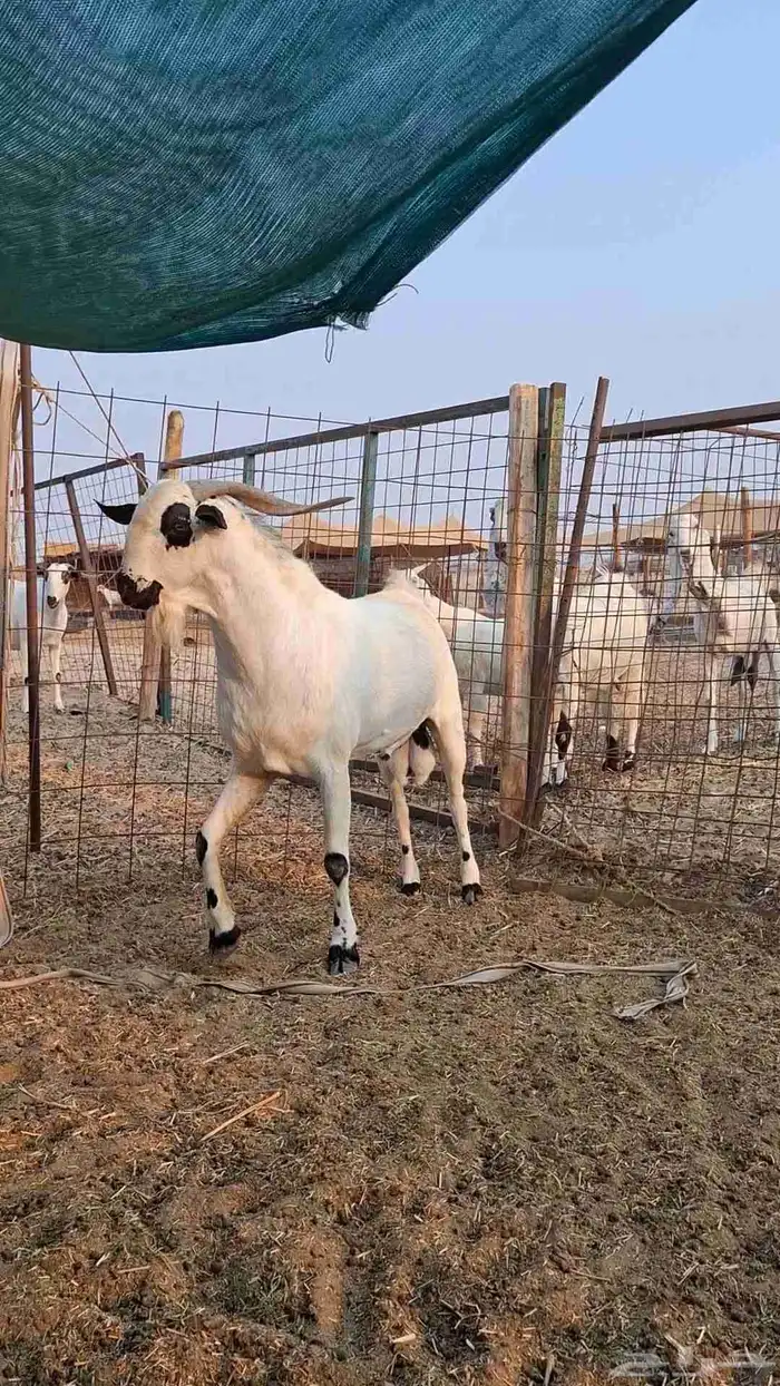 تيس اكحل صنف الصنف 1