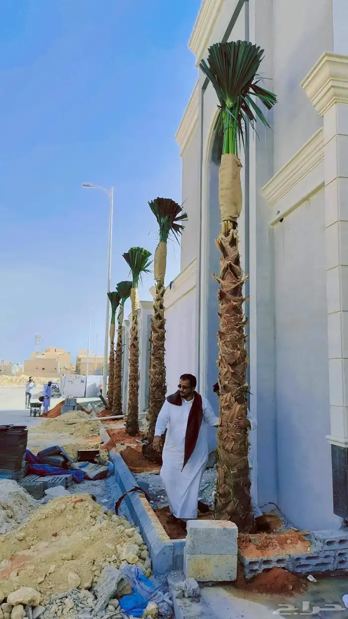 توريد وزراعة النخيل الزينة بكل مقاساته 2