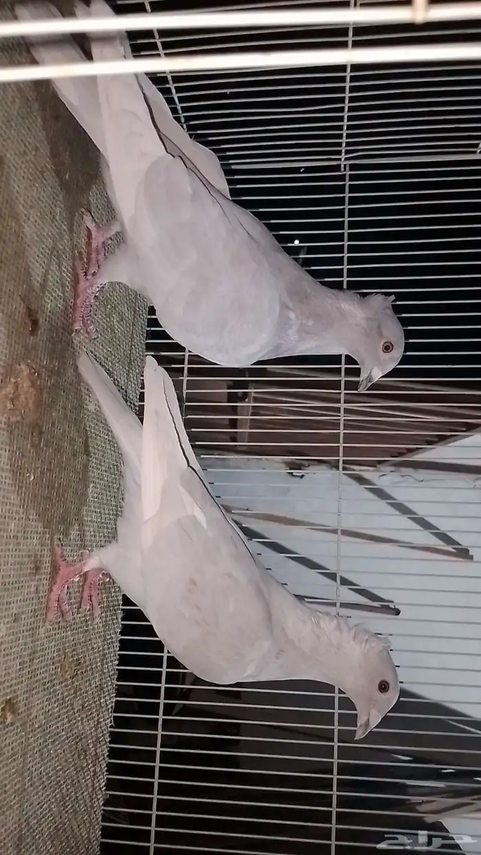 زوج زاجل أساس 1