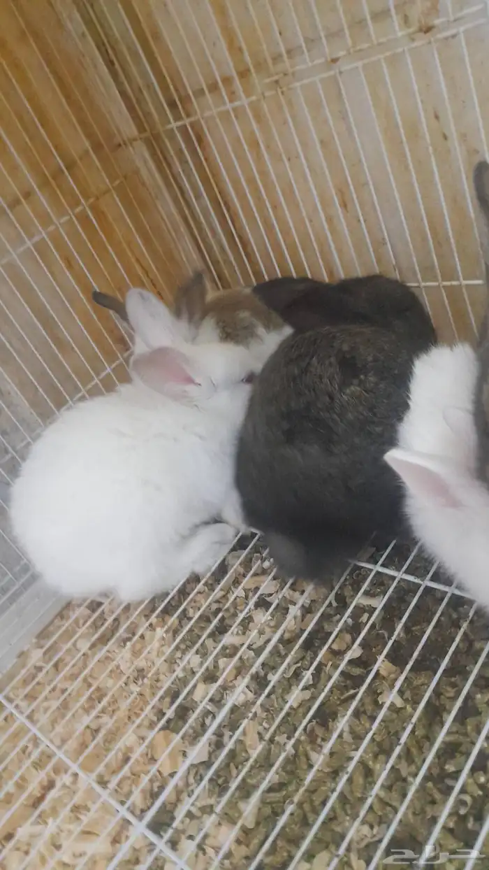 أرنب ارانب ارنب صغير صغار 0