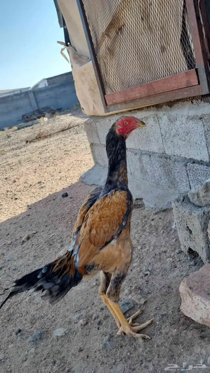 ديك باكستاني سندي 1