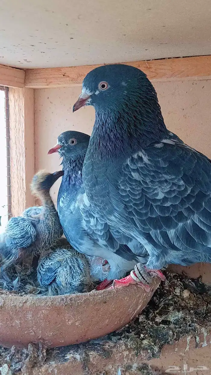 حمام جوز الباكستاني 0