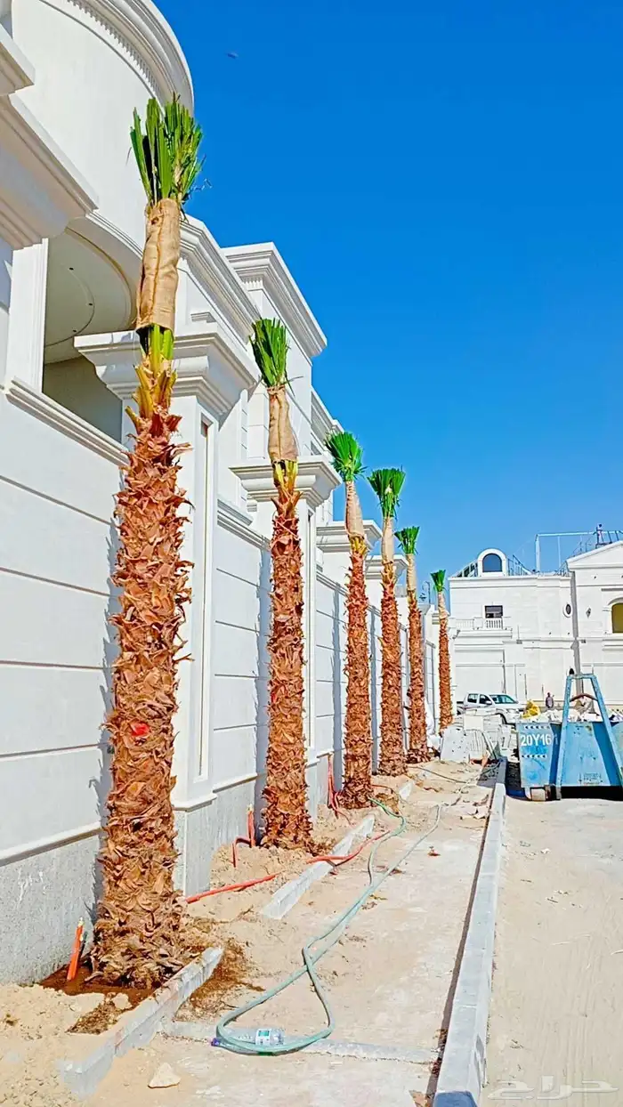 توريد وزراعة النخيل الزينة بكل مقاساته 1