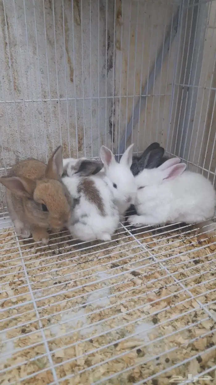 أرنب ارانب ارنب صغير صغار 3