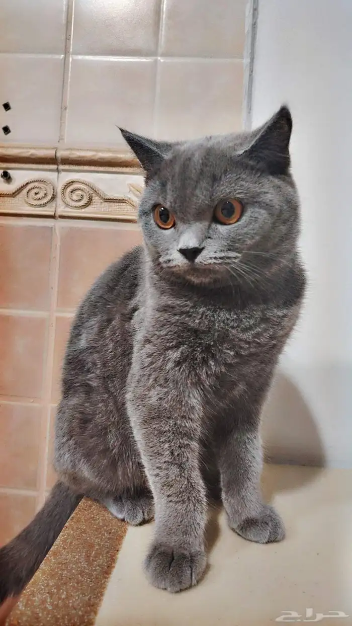 للبيع سكوتش لعدم التفرغ حاليا. 0