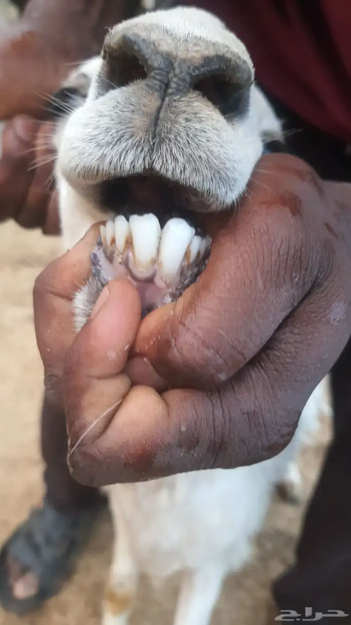 ثنتين ضأن دفيع للبيع وأسنانها صغار موضح ف الصورة . 3