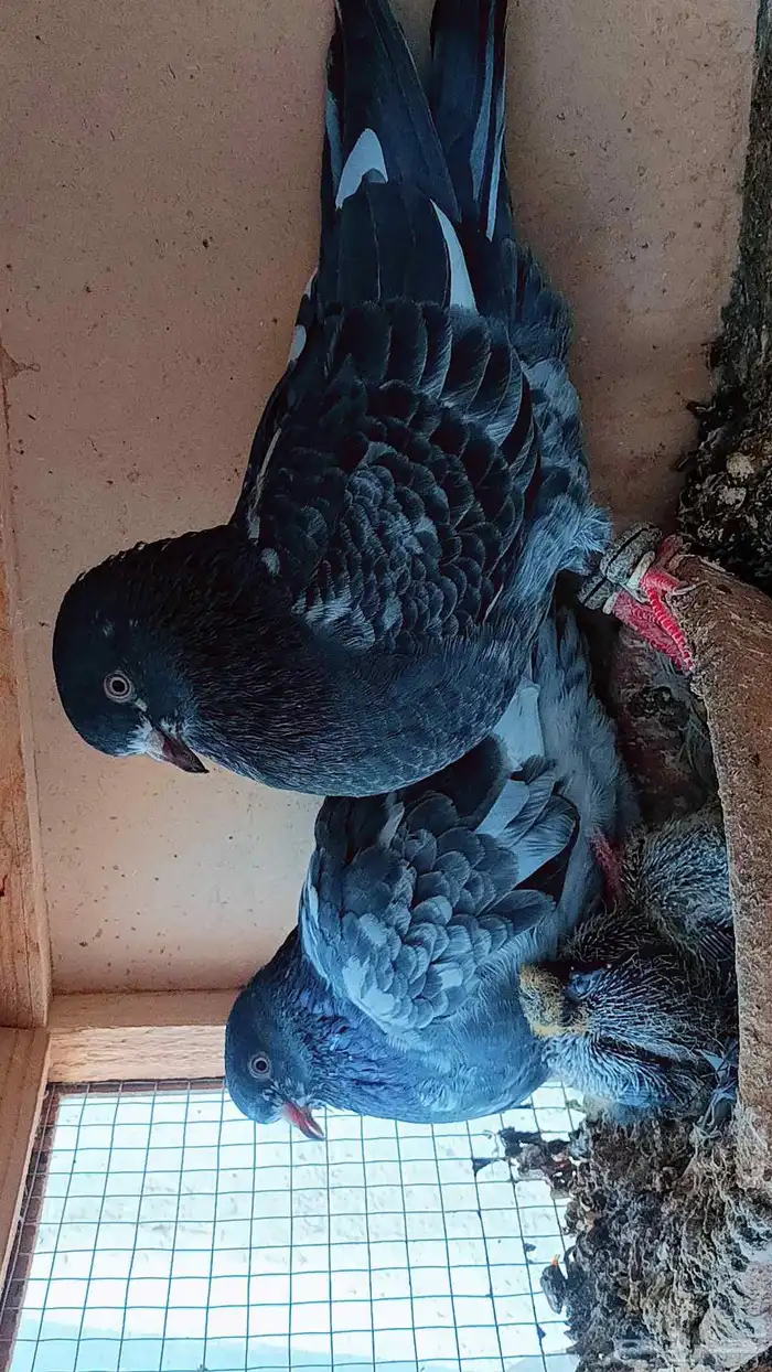 حمام جوز الباكستاني 1