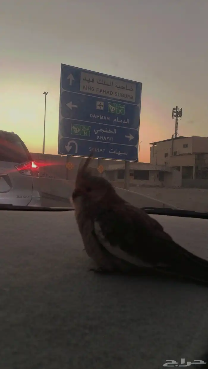 كروان اليف بداية فطم 3