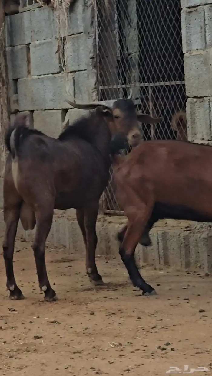 مشروع فحل ادبس 2