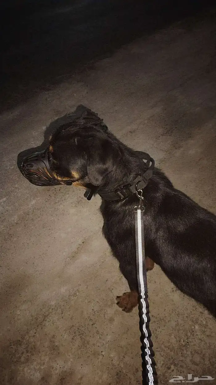 كلب روت وايلر الألماني 0