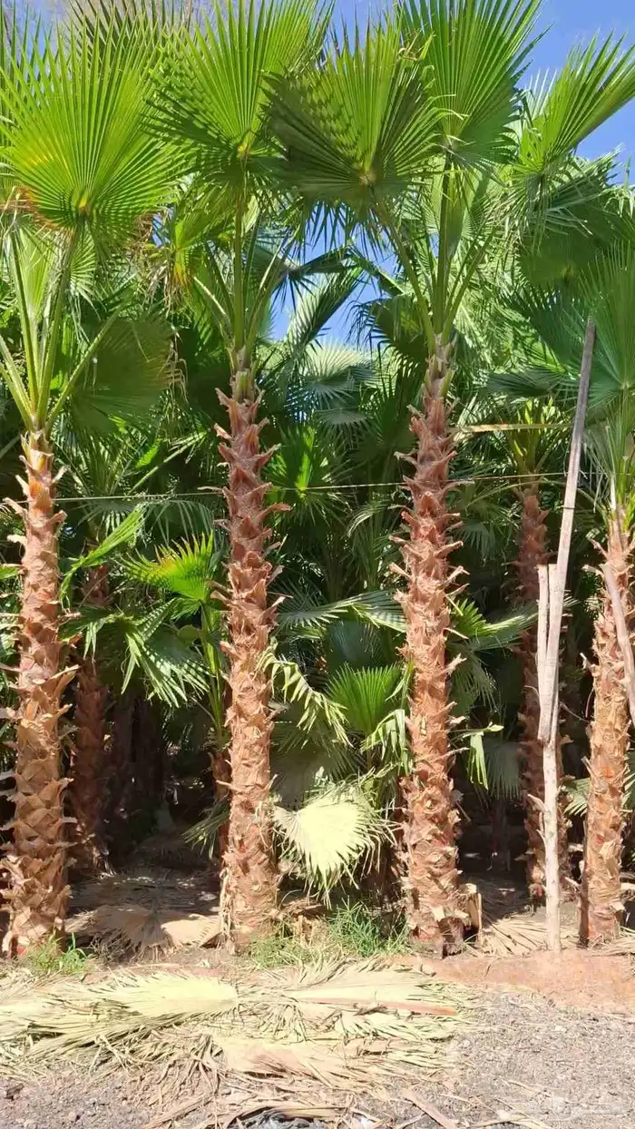 نخل وشنطني زينه للفل واستراحات والبيوت والقصور وا 5