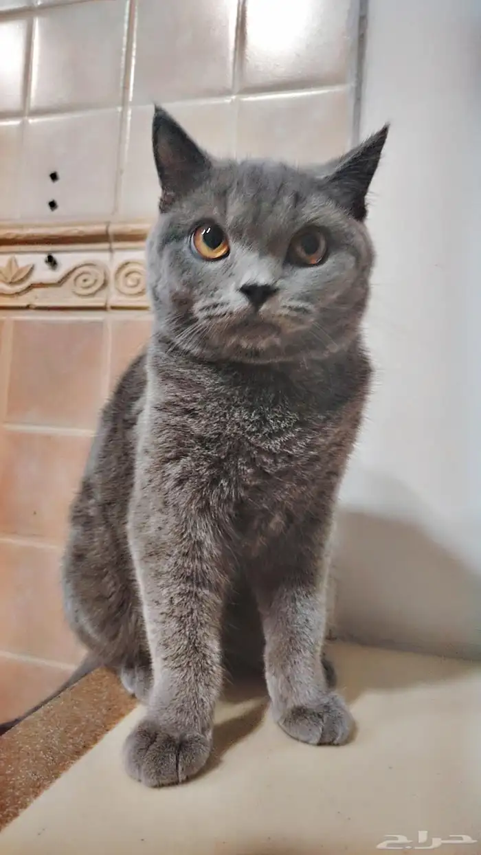 للبيع سكوتش لعدم التفرغ حاليا. 1