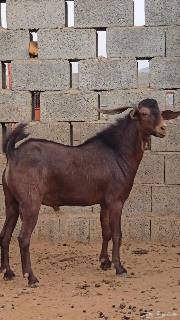 مشروع فحل ادبس 3