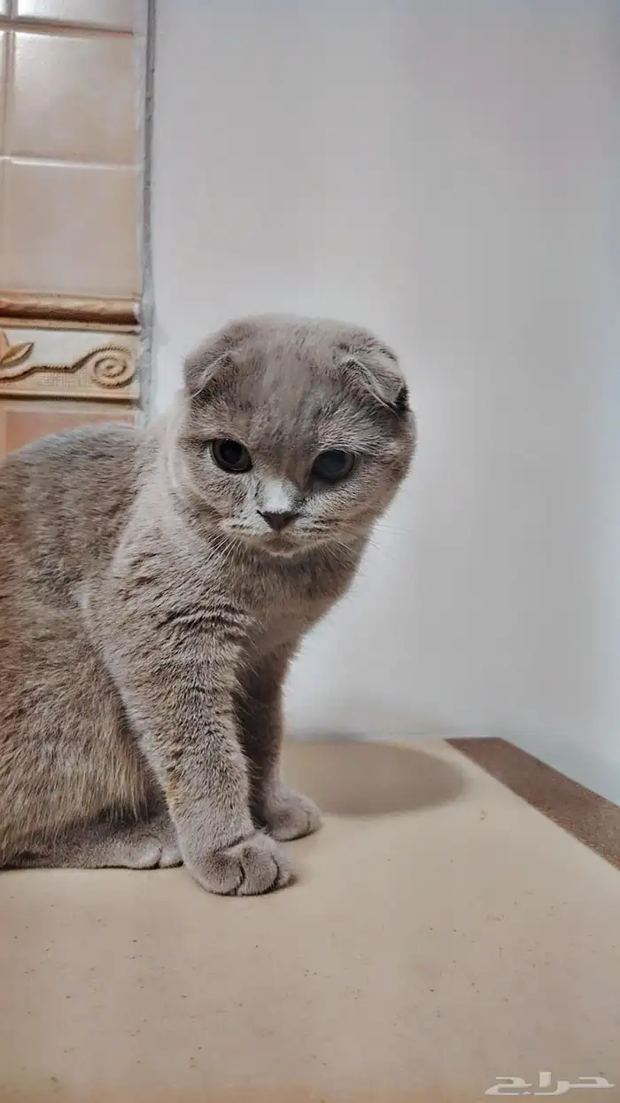 للبيع سكوتش لعدم التفرغ حاليا. 2