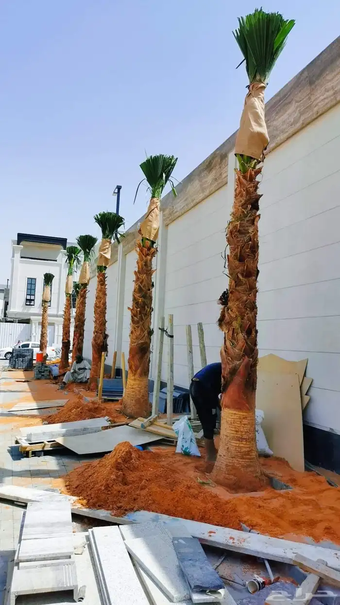 توريد وزراعة النخيل الزينة بكل مقاساته 0