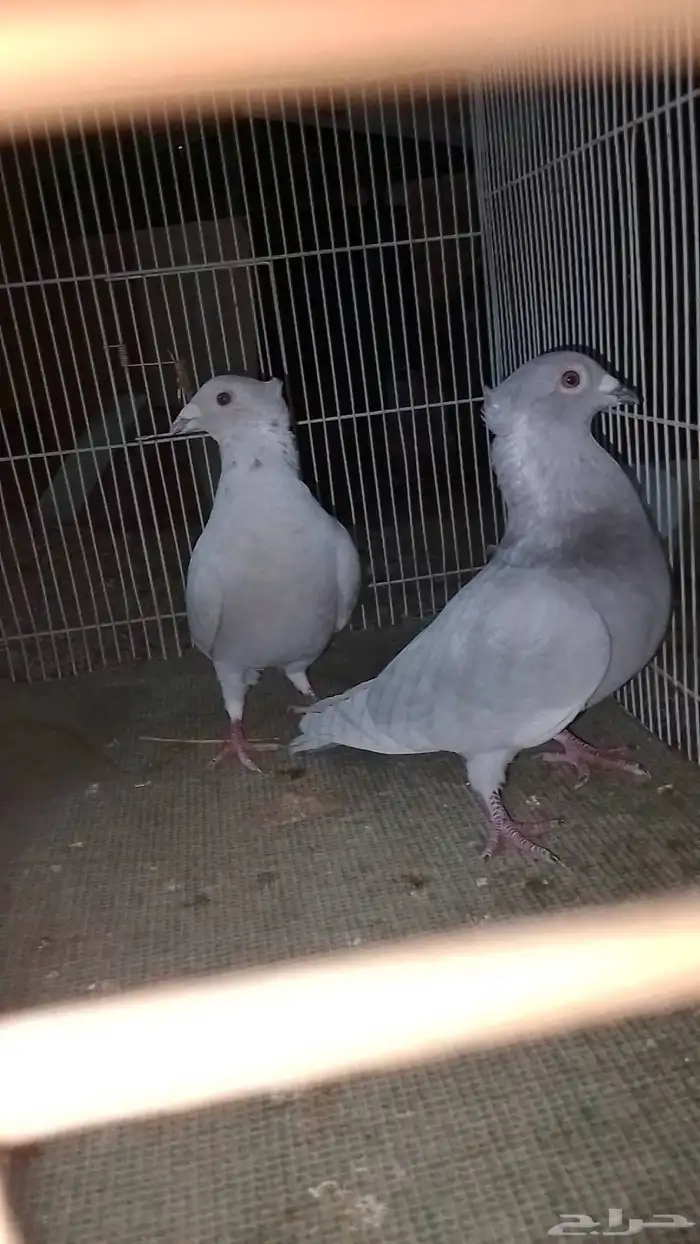 زوج زاجل أساس 3