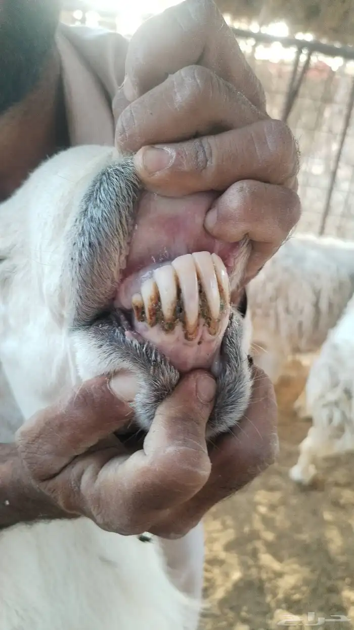 للبيع فحل حري إنتاجه 90 بالميه طليان 2