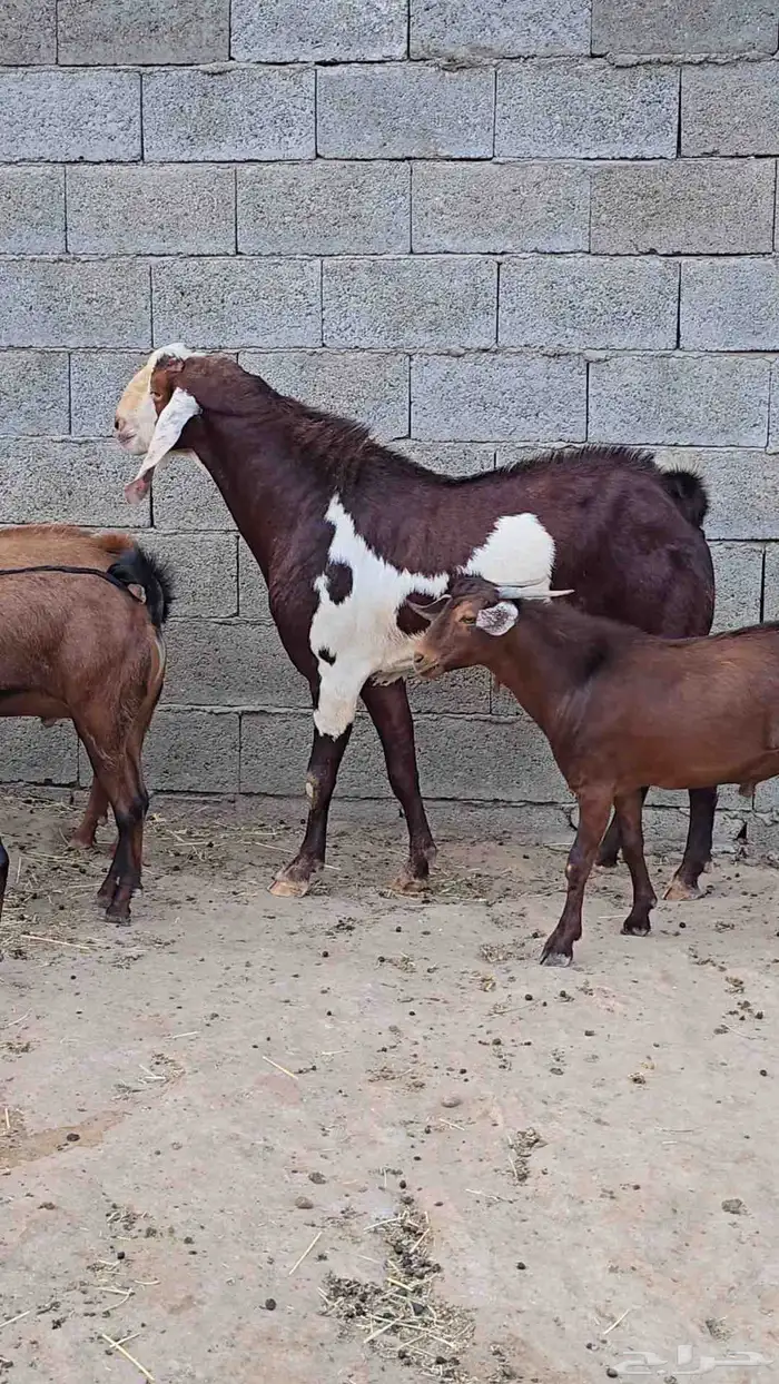 عنز صنف الصنف جرم عالي 4