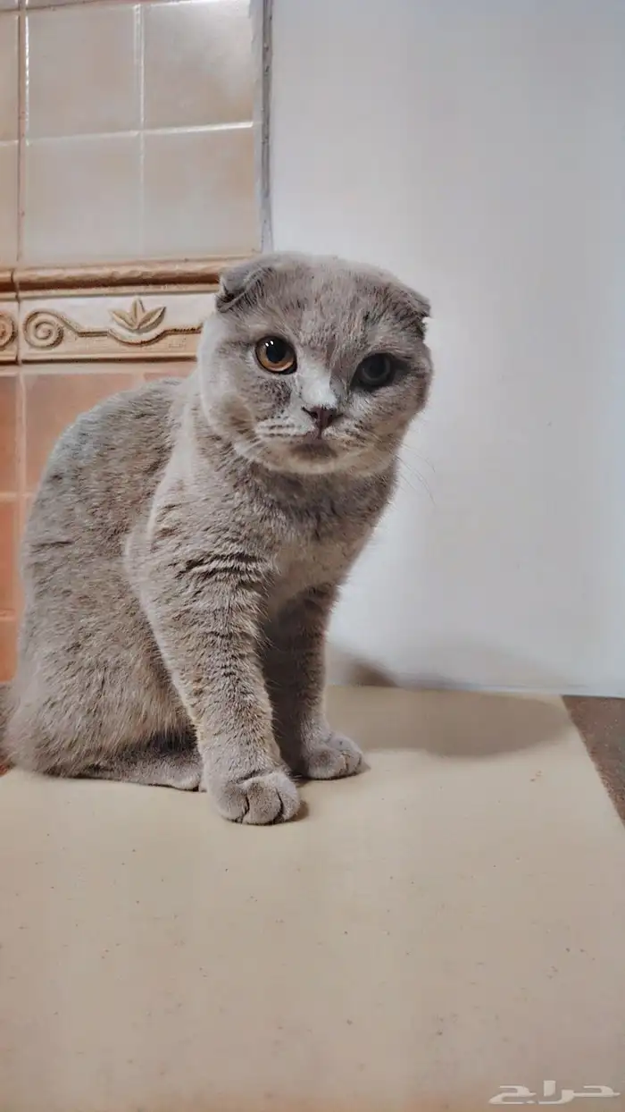 للبيع سكوتش لعدم التفرغ حاليا. 3