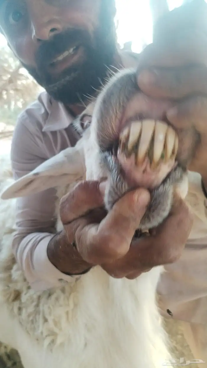 للبيع فحل حري إنتاجه 90 بالميه طليان 3