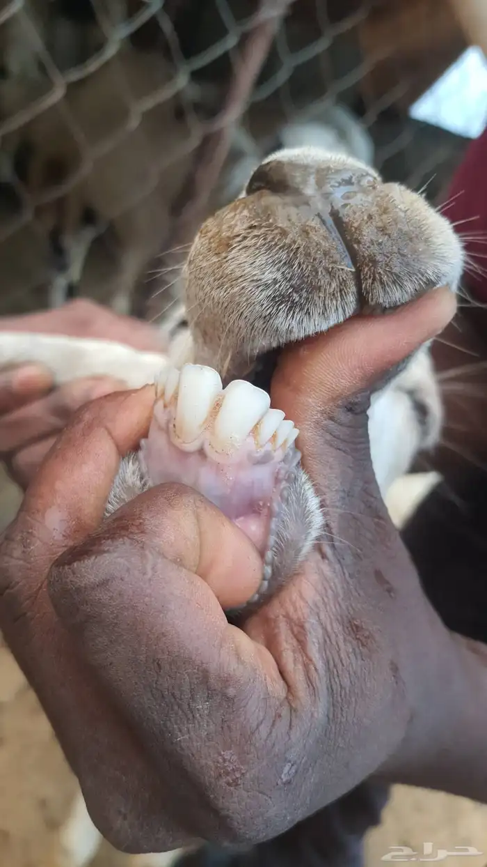 ثنتين ضأن دفيع للبيع وأسنانها صغار موضح ف الصورة . 4