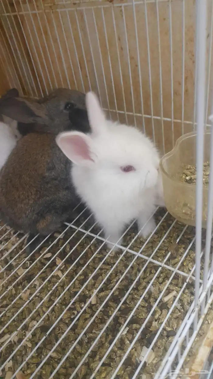 أرنب ارانب ارنب صغير صغار 1