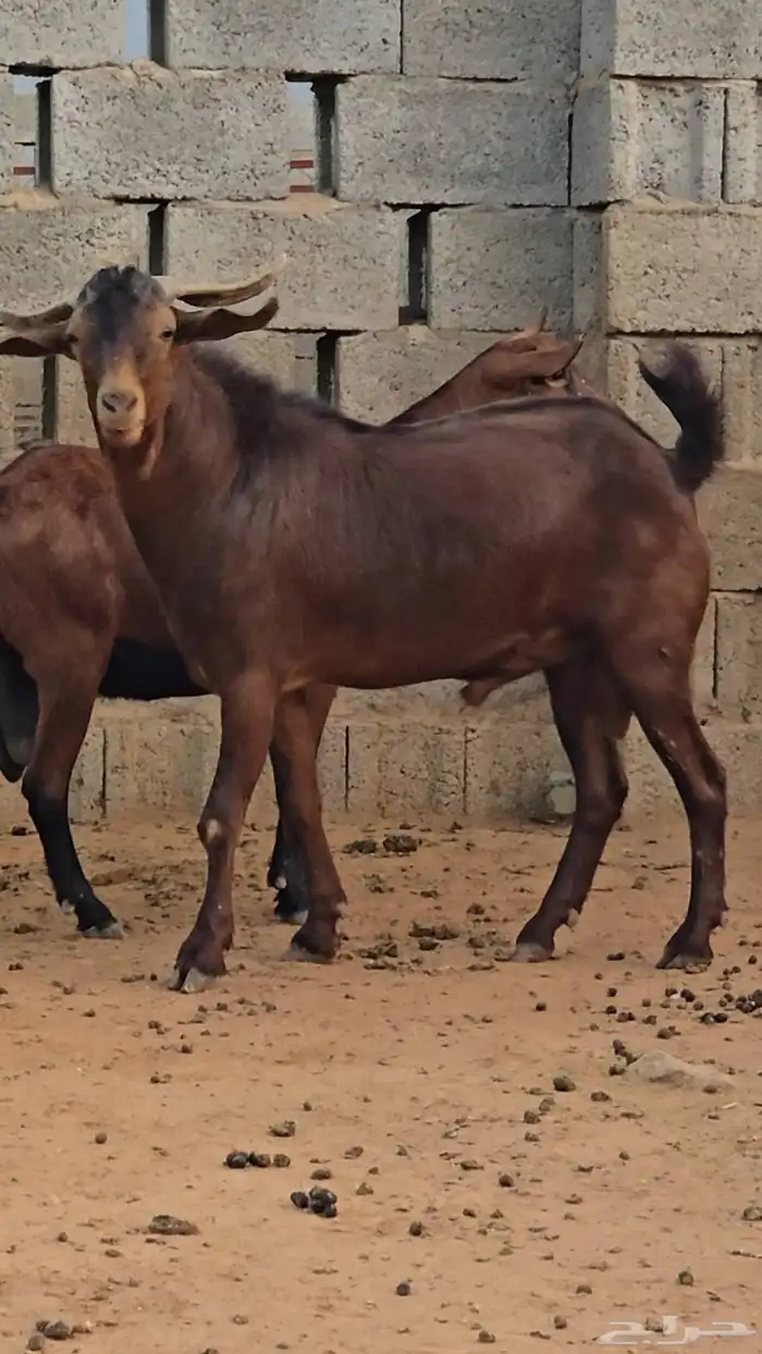 مشروع فحل ادبس 1