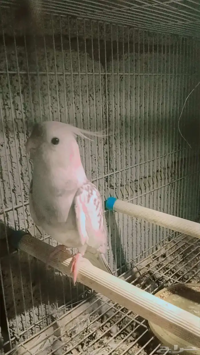 السلام عليكم ورحمة الله وبركاته عندي بغبغاء وابغي ابيع 1