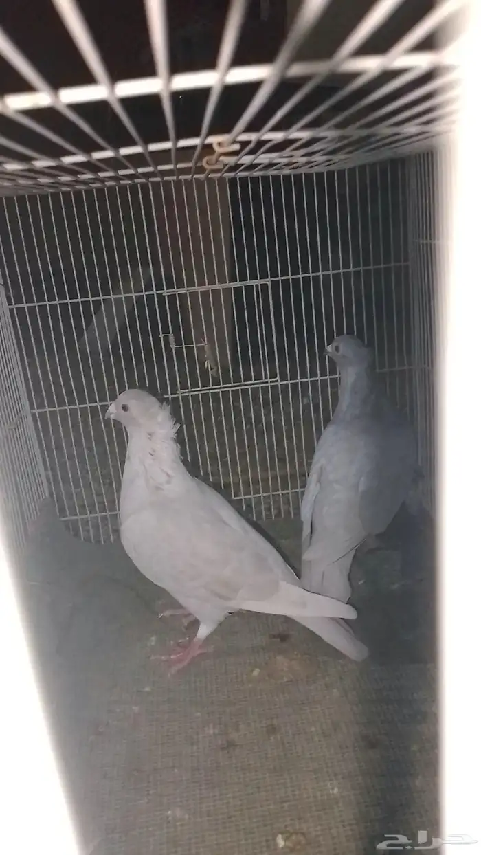 زوج زاجل أساس 2