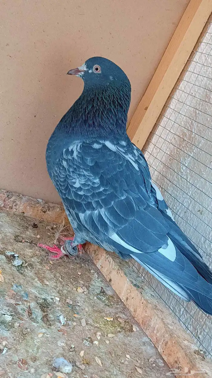 حمام جوز الباكستاني 6